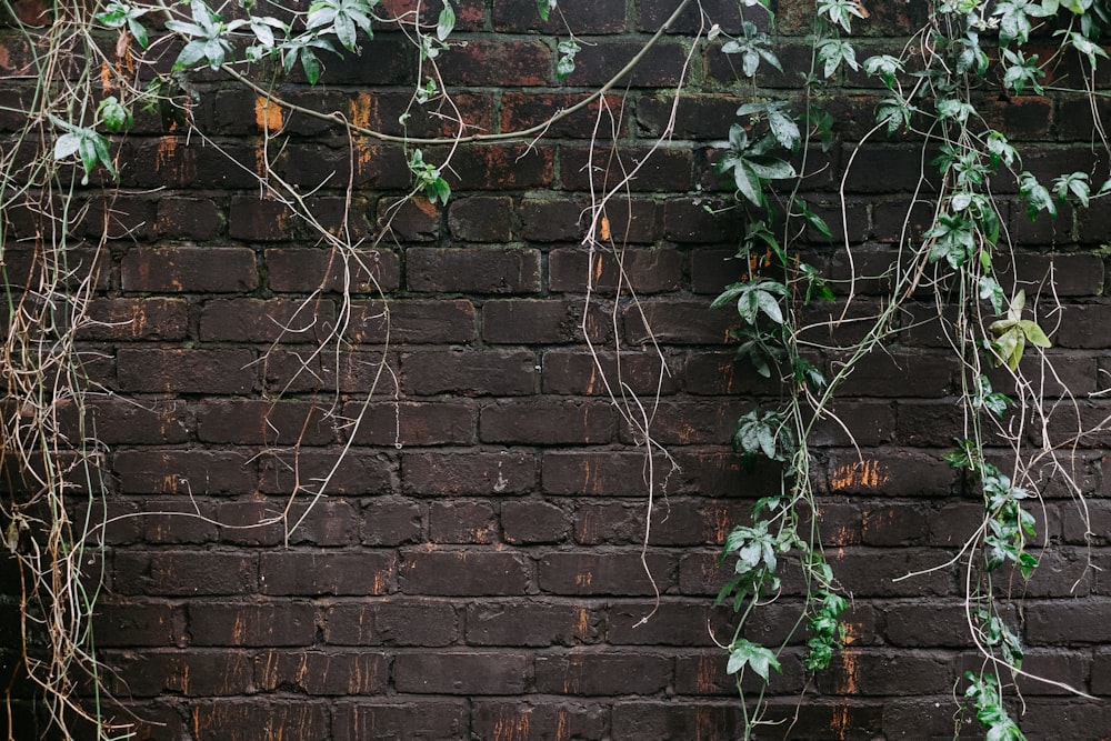 a brick wall with vines growing on it