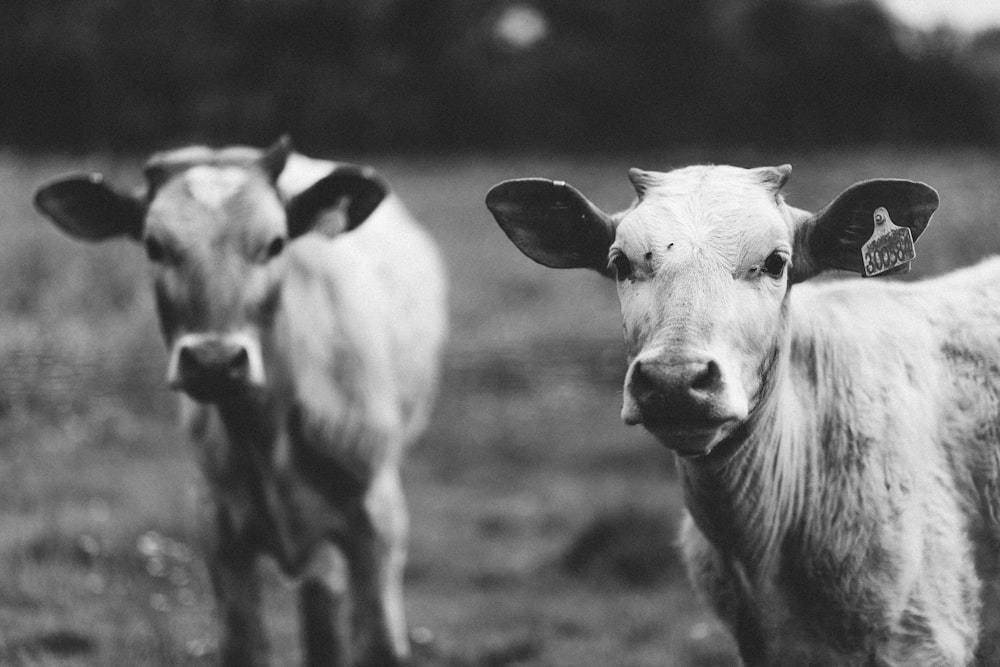 fotografia in scala di grigi di due mucche