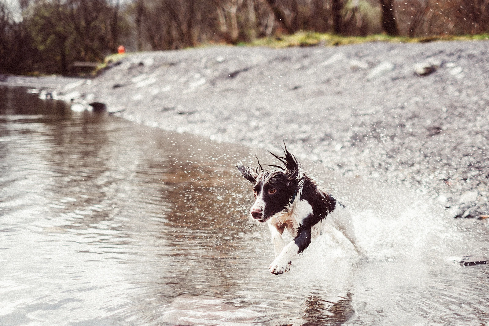 English Springer Spaniel running through water, photo by Mitchell Orr on Unsplash