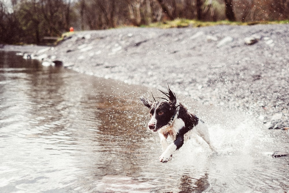 puppy running on the water during daytime
