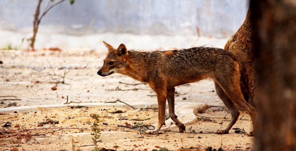 brown hyena on desert selective-focus photography