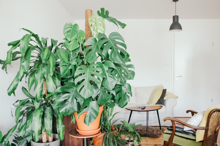 The Perfect Pot for Your Monstera: A Comprehensive Guide