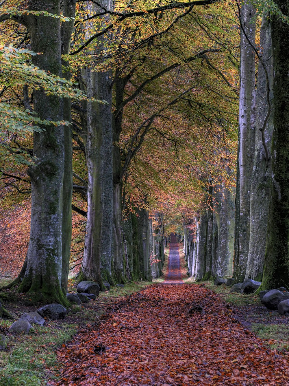 route avec des feuilles qui tombent entre les arbres