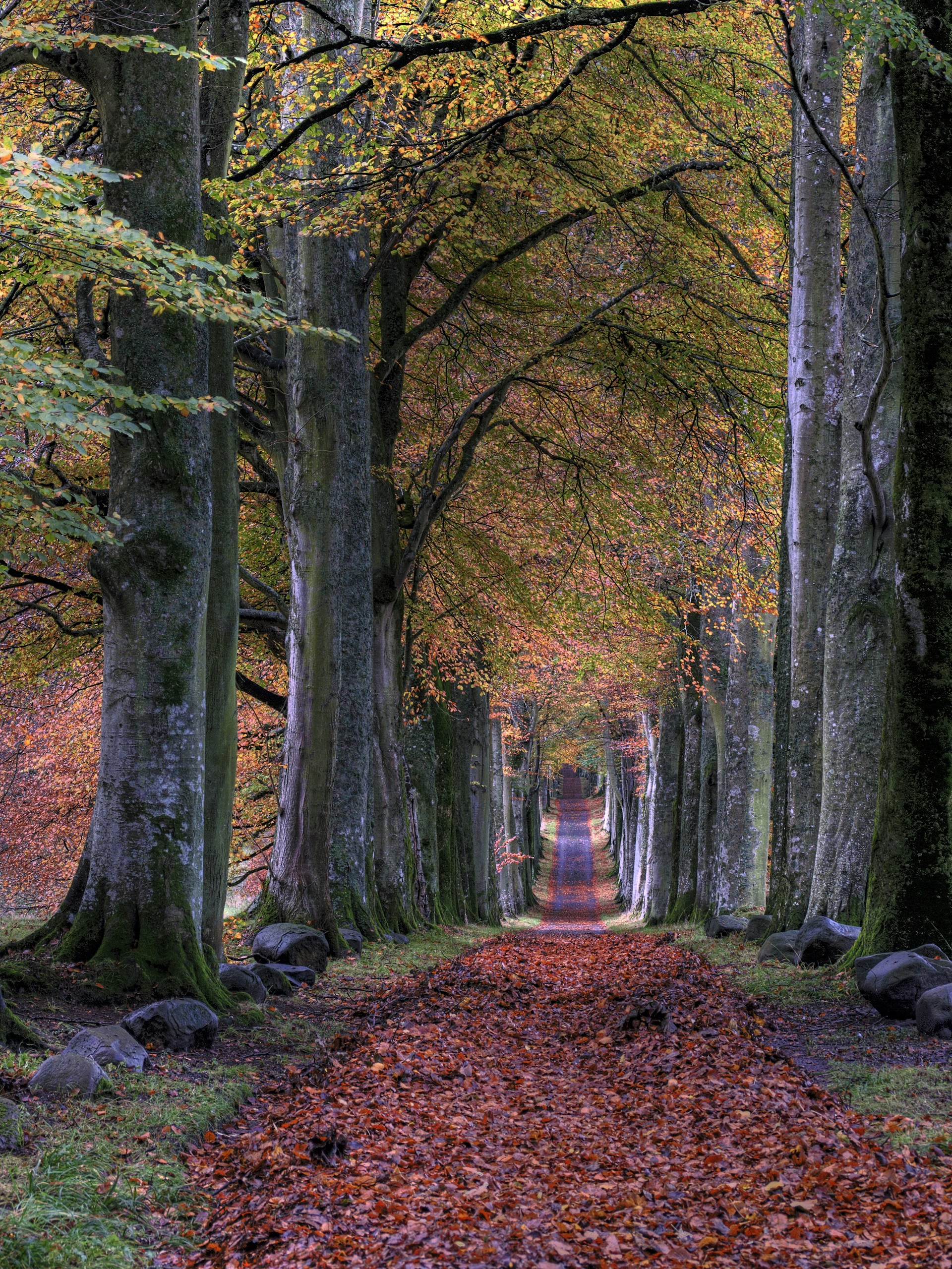 road with falling leaves in between of trees