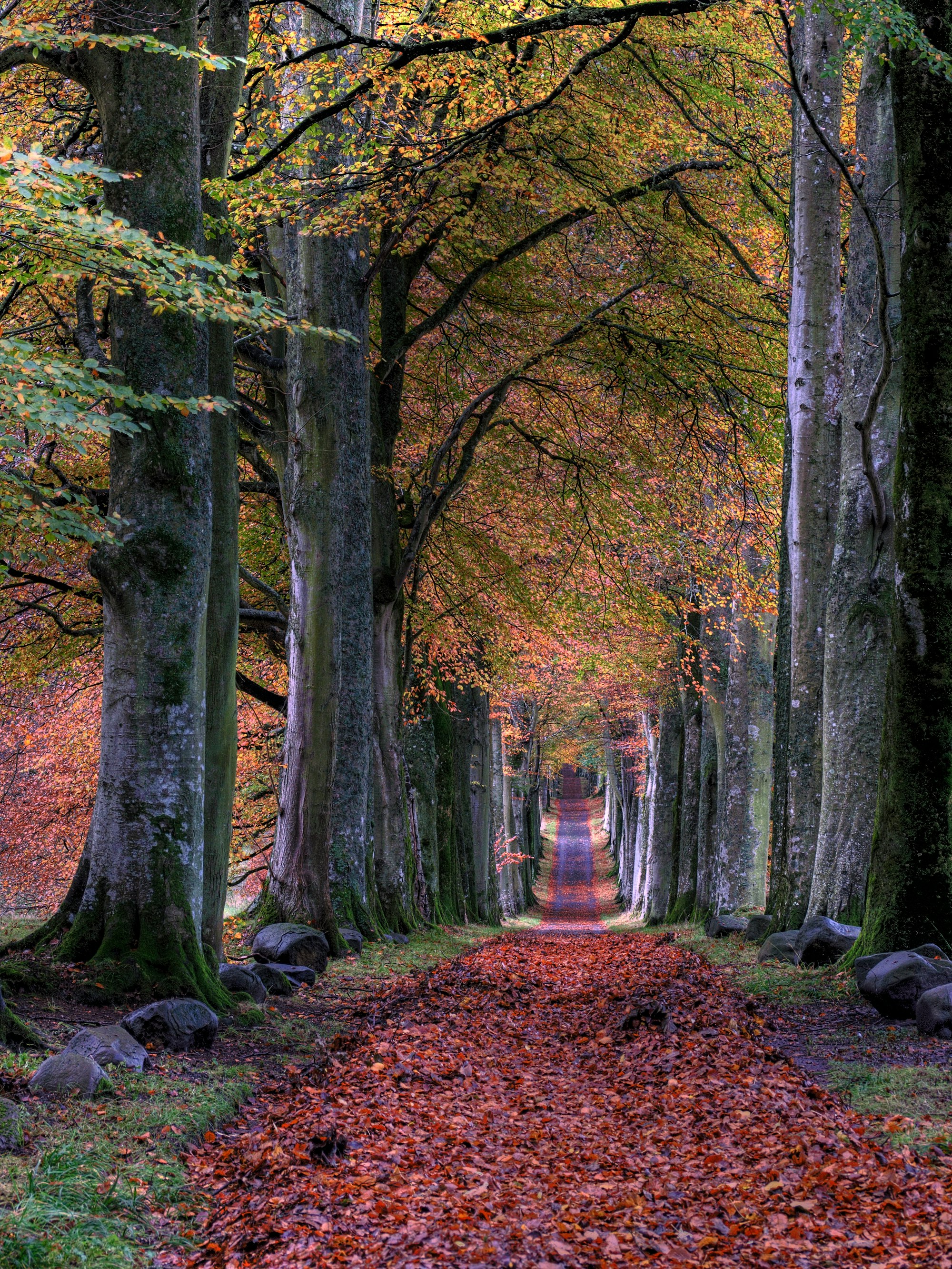 I was drawn to theAutumnal colours of the Tree lined drive taking you towards the Castle