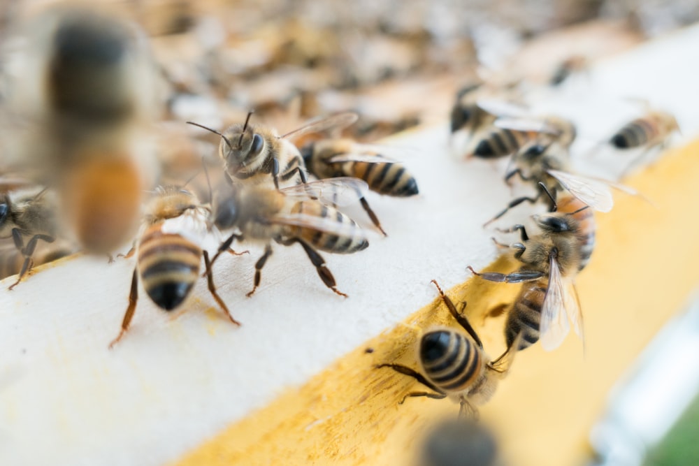 colonie d’abeilles