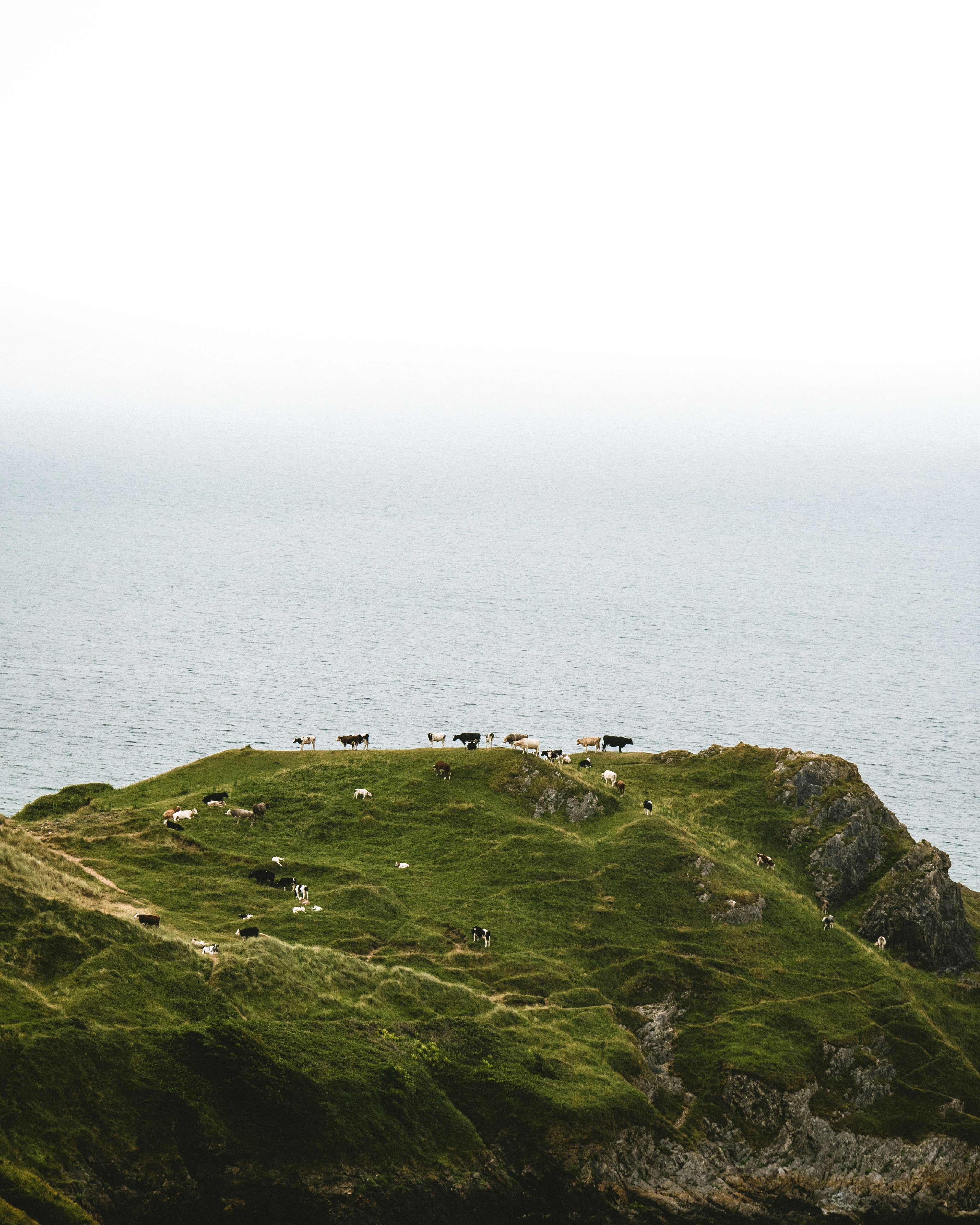 herd of cattle on top of mountain near body of water