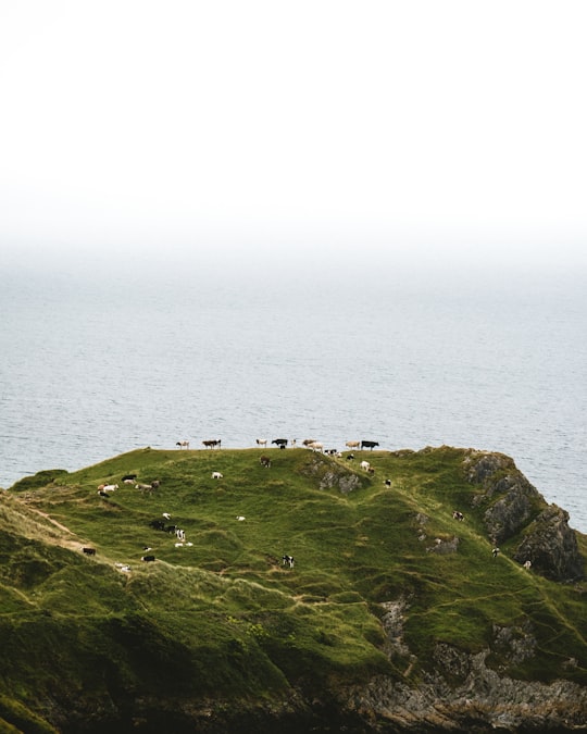 Three Cliff Bay things to do in Lynton