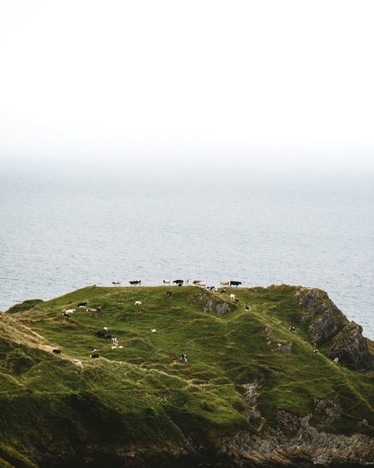 herd of cattle on top of mountain near body of water in Three Cliff Bay United Kingdom