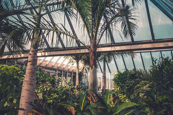 A cozy garden center filled with vibrant tropical plants and palm trees under natural light.
