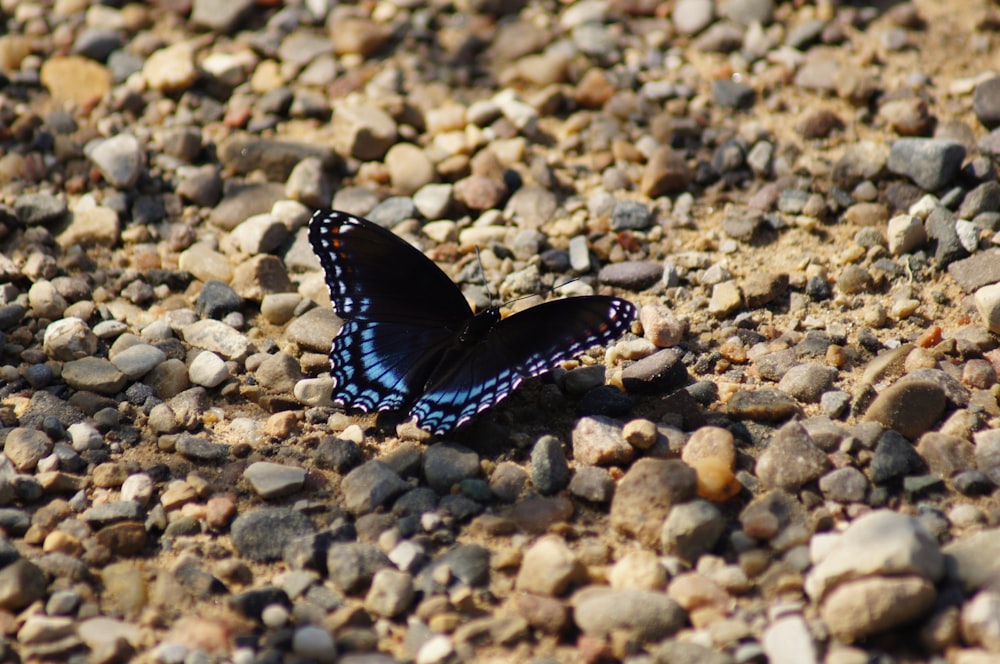 borboleta preta e azul em rochas marrons