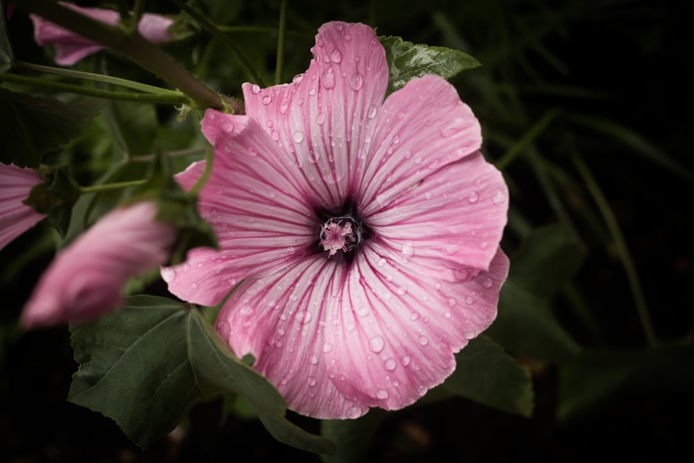 pink hibiscus flower with water droplets closeup photo