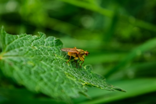 Close-up of a colorful insect on a green leaf in a natural environment