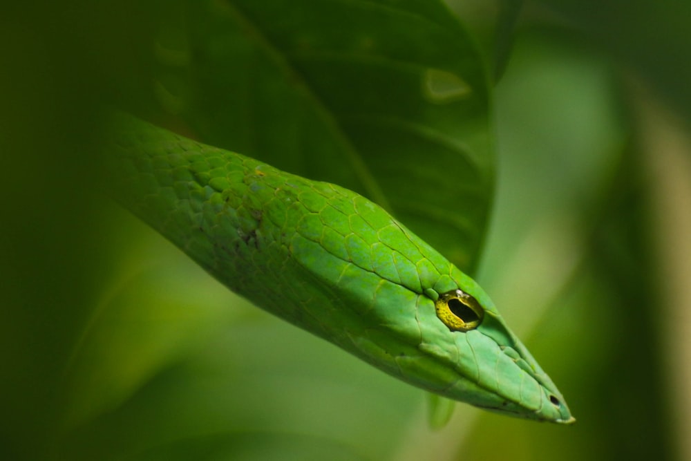 close-up photography of green snake