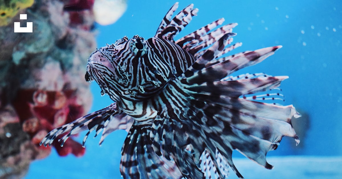 Black and white lionfish photo – Free Aquarium Image on Unsplash