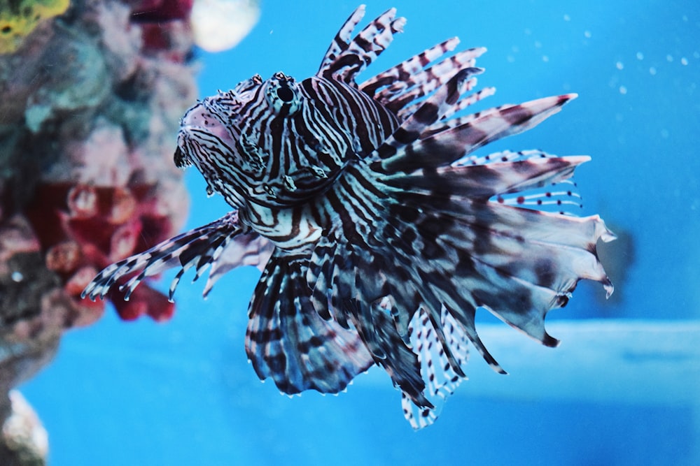 black and white lionfish