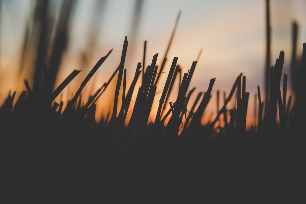 silhouette of grass during golden hour