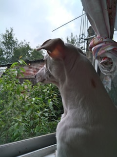 A light-colored dog is looking out of a window. There are green plants and trees visible outside. Part of a wooden shed or building is also visible in the background. The dog's ears are perked up, and it has a small mark near its neck. A curtain with a colorful design is partially visible on the right side.
