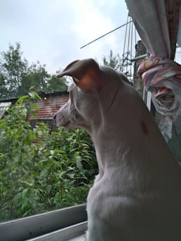 A light-colored dog is looking out of a window. There are green plants and trees visible outside. Part of a wooden shed or building is also visible in the background. The dog's ears are perked up, and it has a small mark near its neck. A curtain with a colorful design is partially visible on the right side.