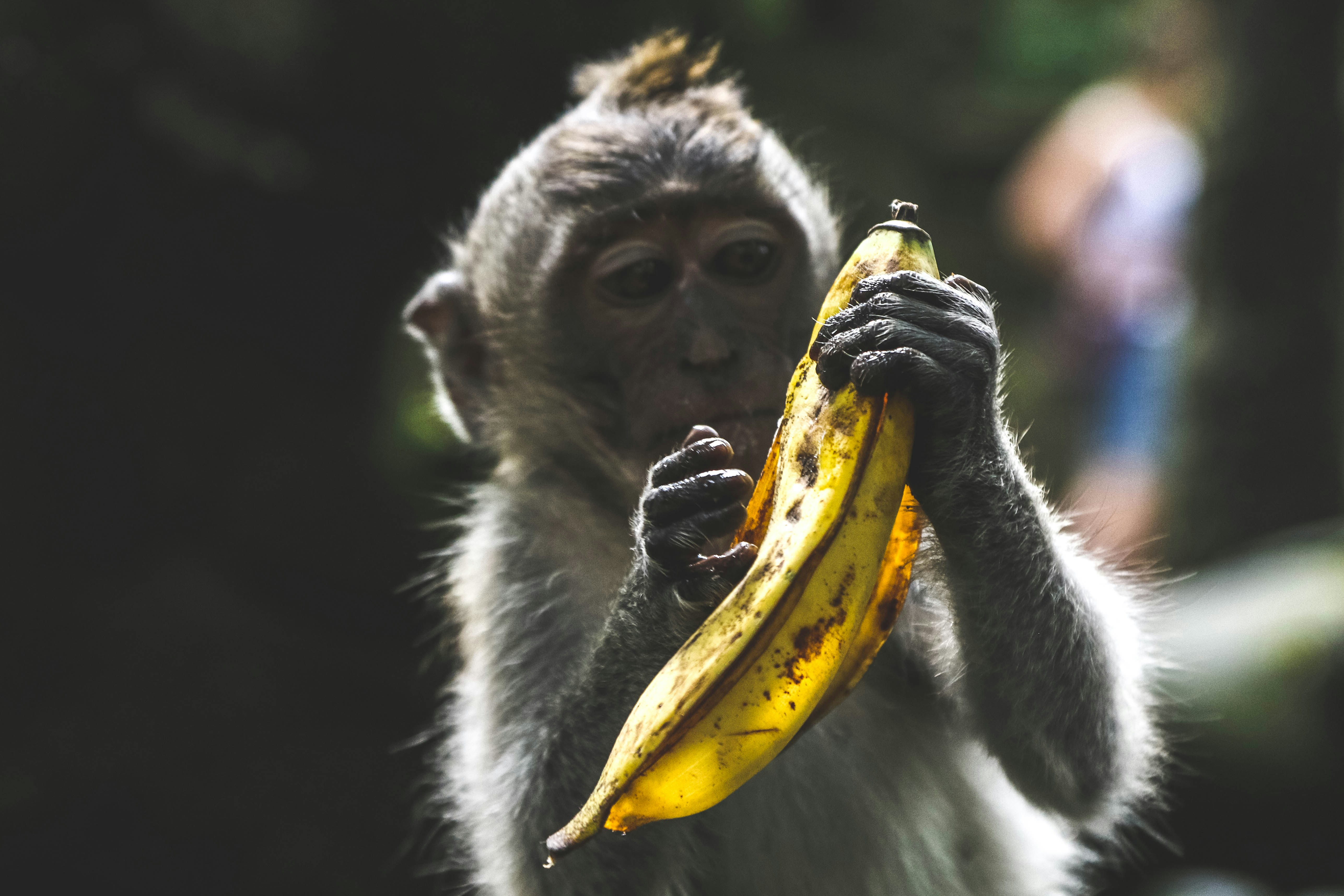 monkey holding banana peel during daytime