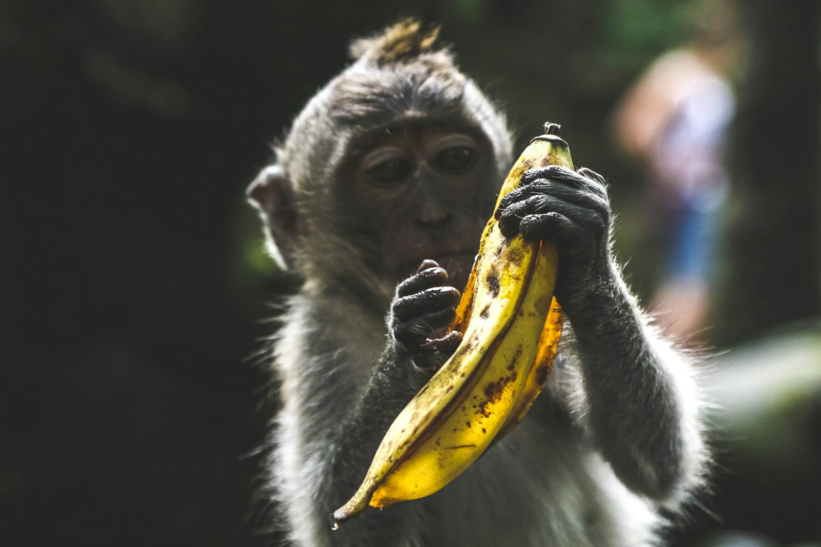 Canon EOS 7D Mark II + Canon EF 24-105mm F4L IS USM sample photo. Monkey holding banana peel photography