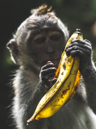 monkey holding banana peel during daytime