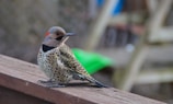 A speckled bird with a distinctive red patch on the head and a black crescent around the neck is perched on a wooden surface. Its plumage features black spots on a light tan background, with black and gray-striped wings. The background is blurred, suggesting an outdoor environment.