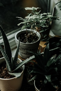 aloe vera plant in white pot