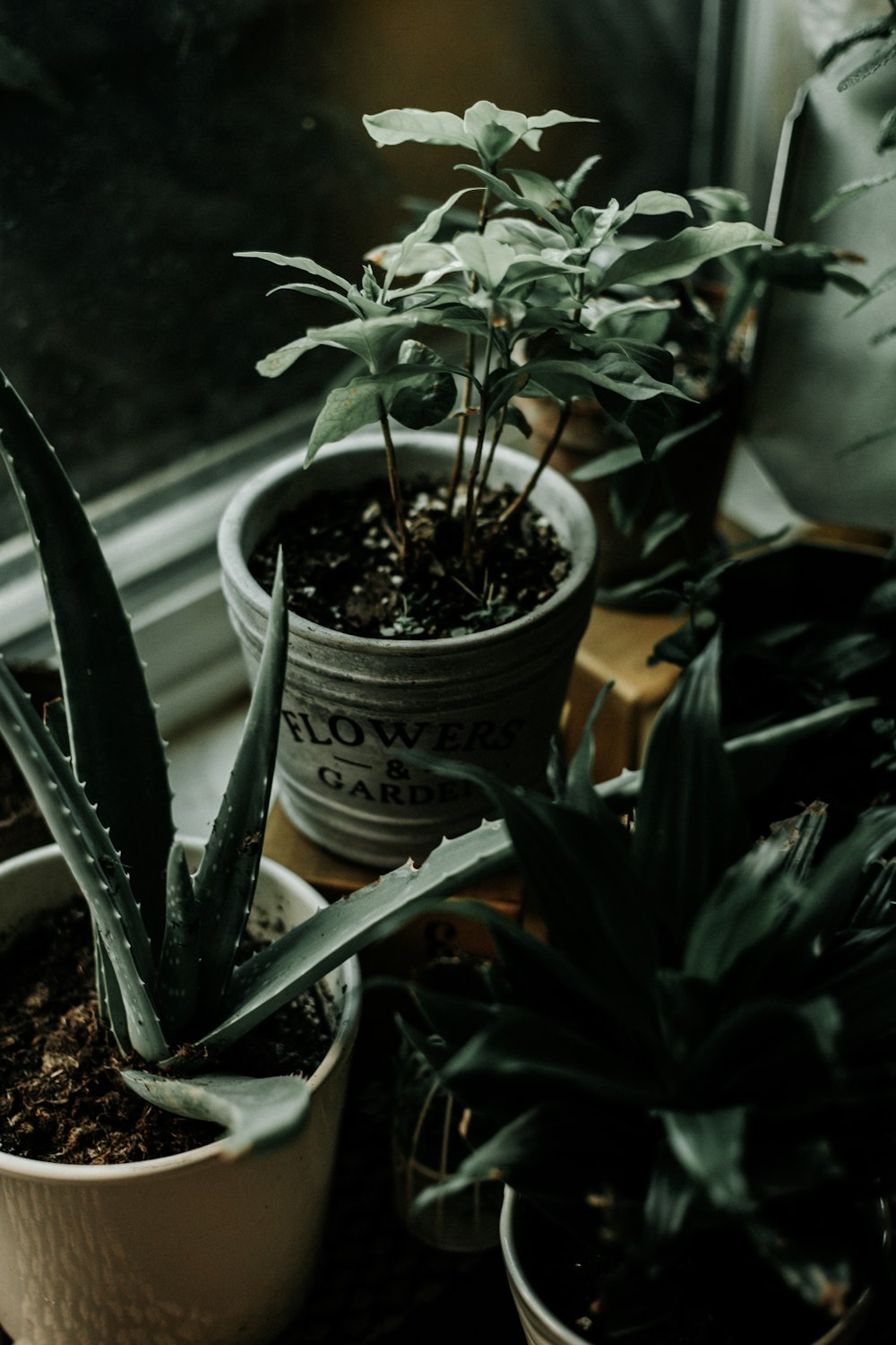 Planta de aloe vera en maceta blanca