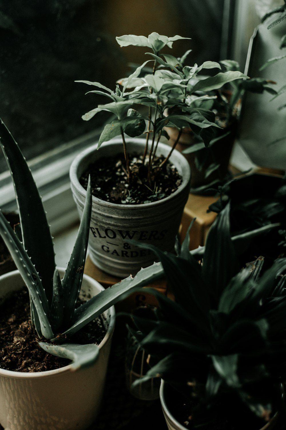 aloe vera plant in white pot