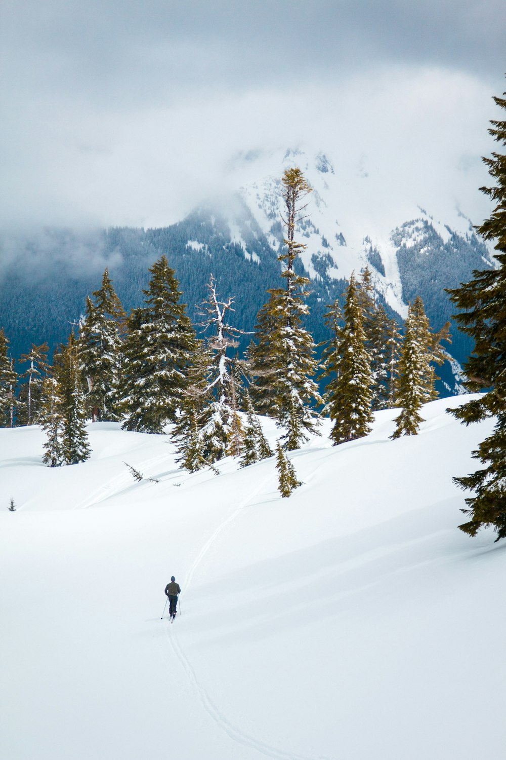 landscape photography of pine trees