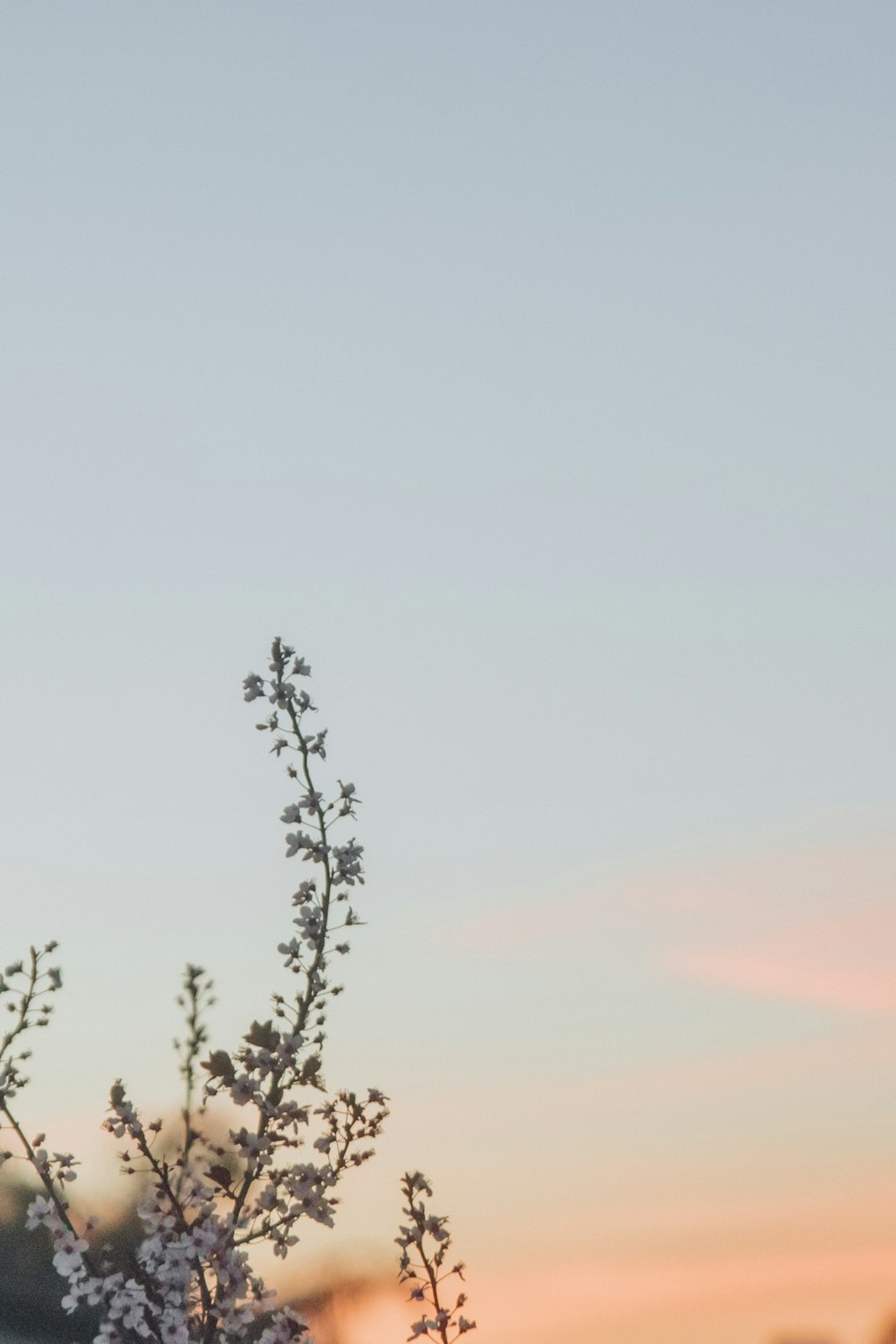 cerisier blanc en fleurs sous le ciel bleu à l’heure dorée