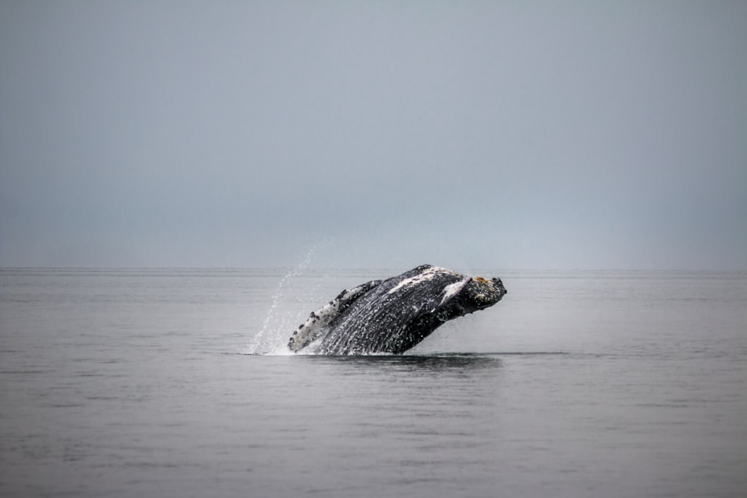 grey and white whale tail in body of water