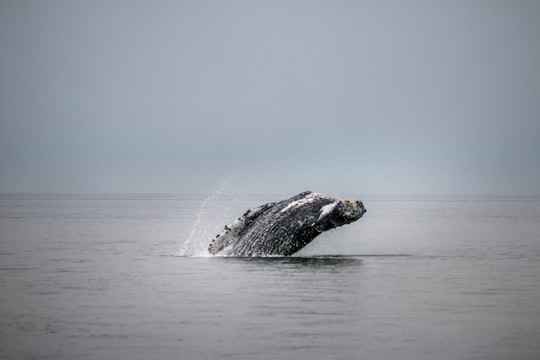 grey and white whale tail in body of water in Juneau United States