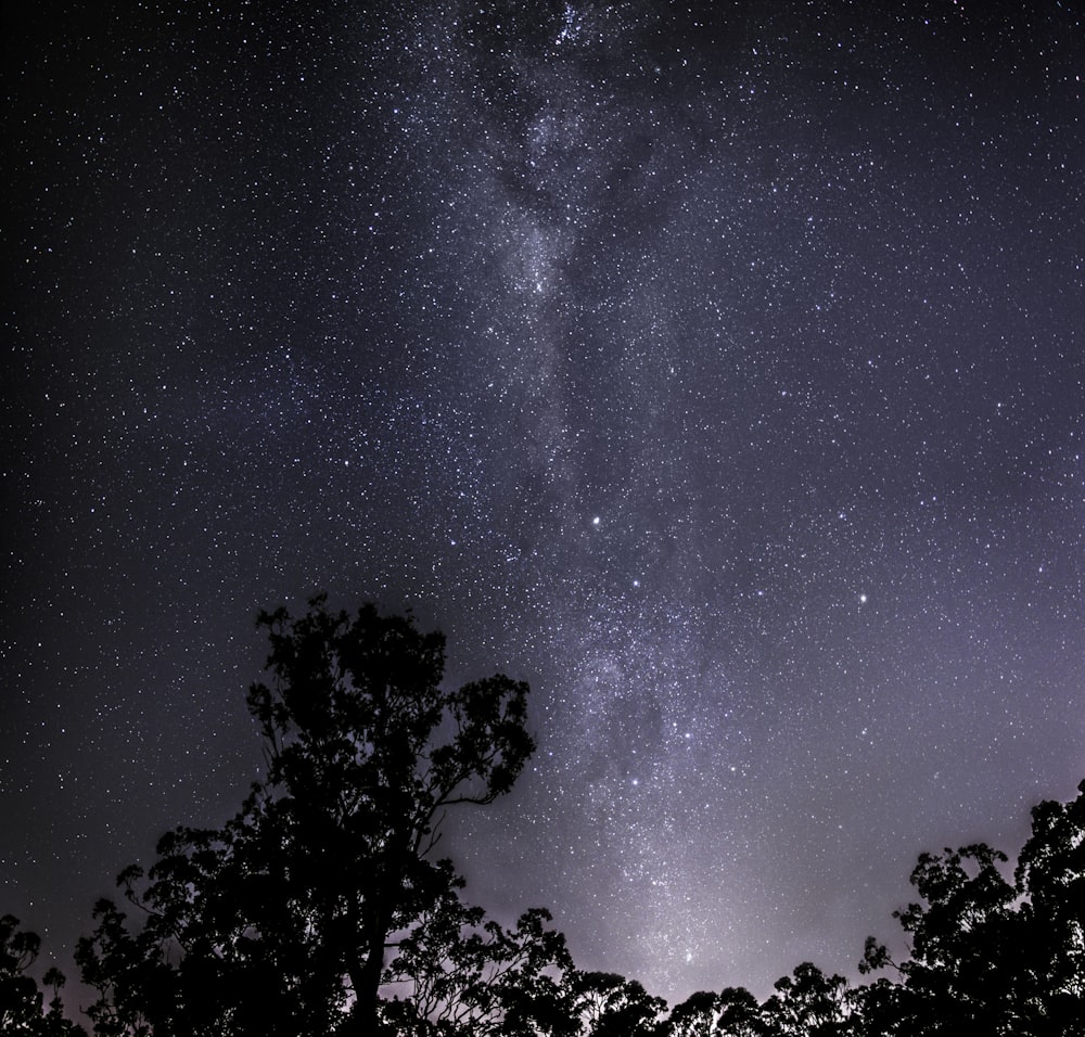 silhouette photo of trees during nighttime