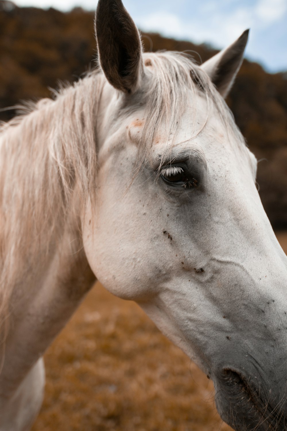 closeup photo of horse
