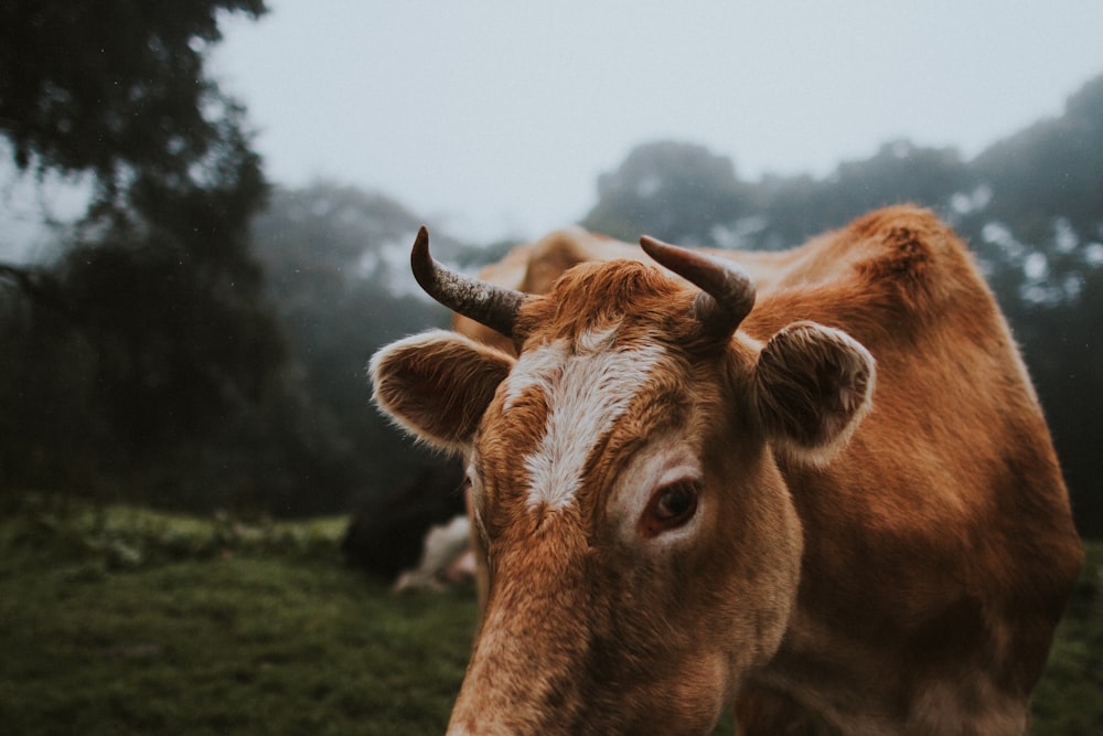 selective focus photo of brown cattle