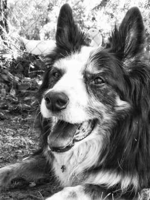 A close-up black and white photograph of a dog with pointed ears, possibly a Border Collie, lying on the ground. The dog has an open mouth and visible teeth, appearing relaxed and content. The background features a chain-link fence and blurred foliage.