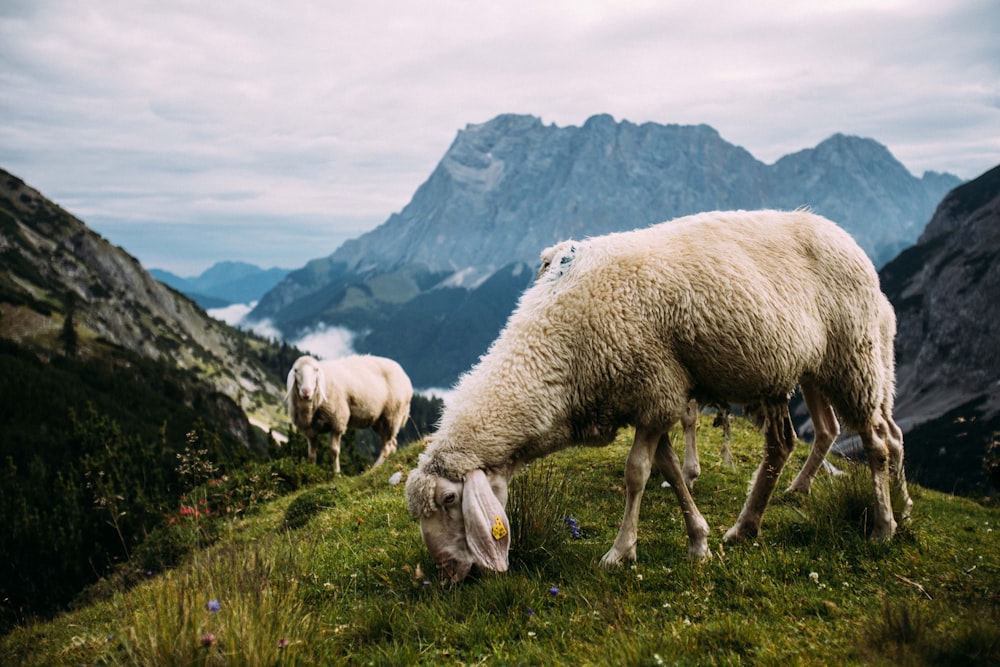 two sheeps at the mountain