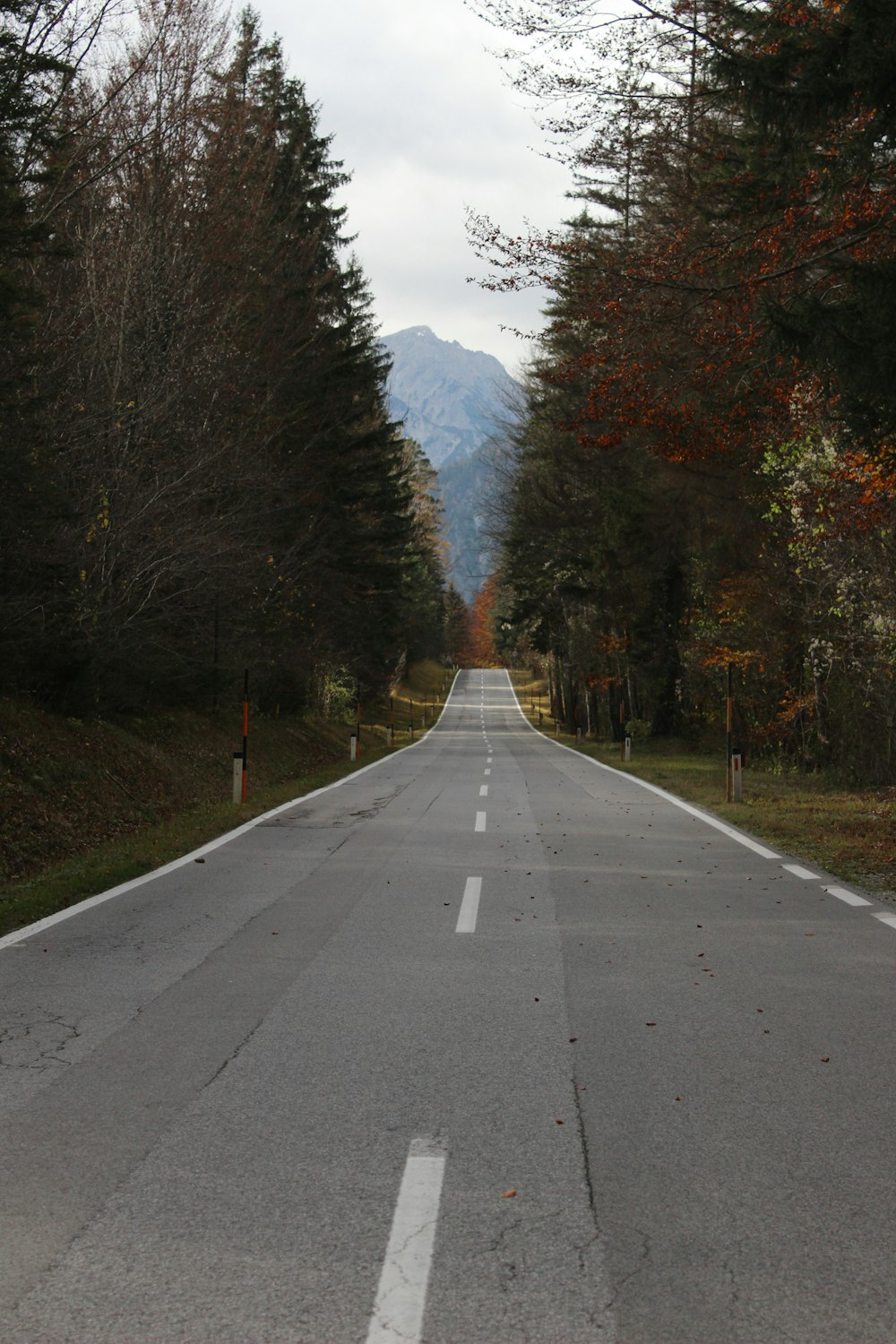 gray concrete road between trees during daytime