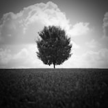 An elegant black and white photograph of a solitary tree standing on a hill against a moody sky.