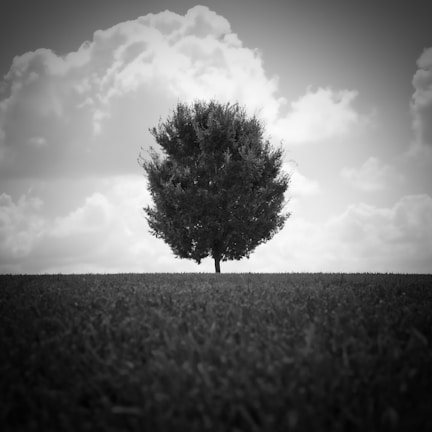 An elegant black and white photograph of a solitary tree standing on a hill against a moody sky.