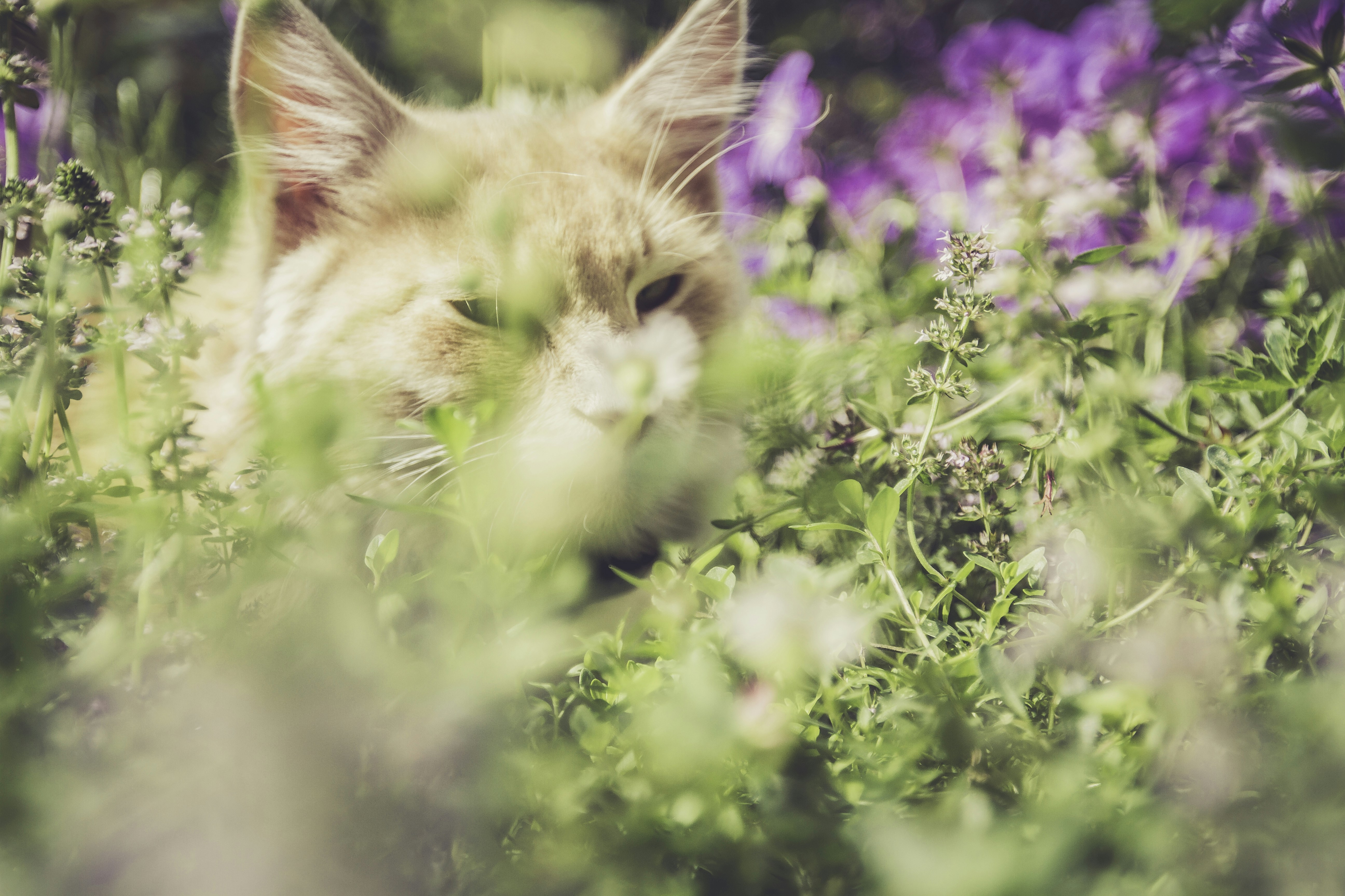 Happy cat surrounded by houseplants