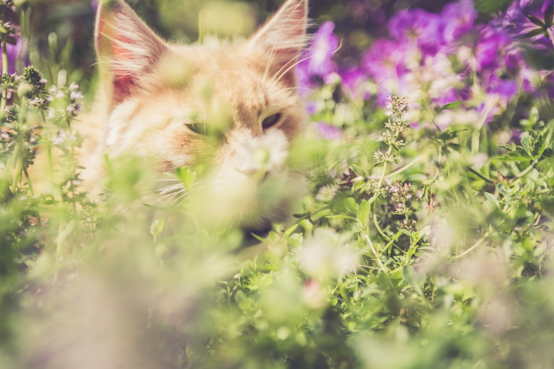 orange cat in grass field during daytime