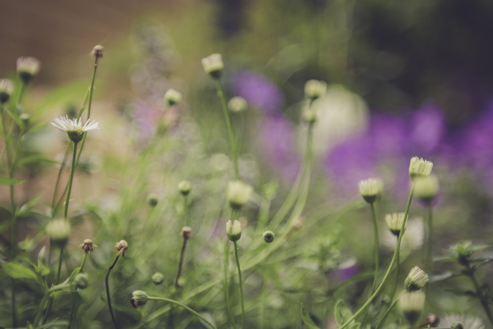 Fotografía macro de flores de pétalos blancos