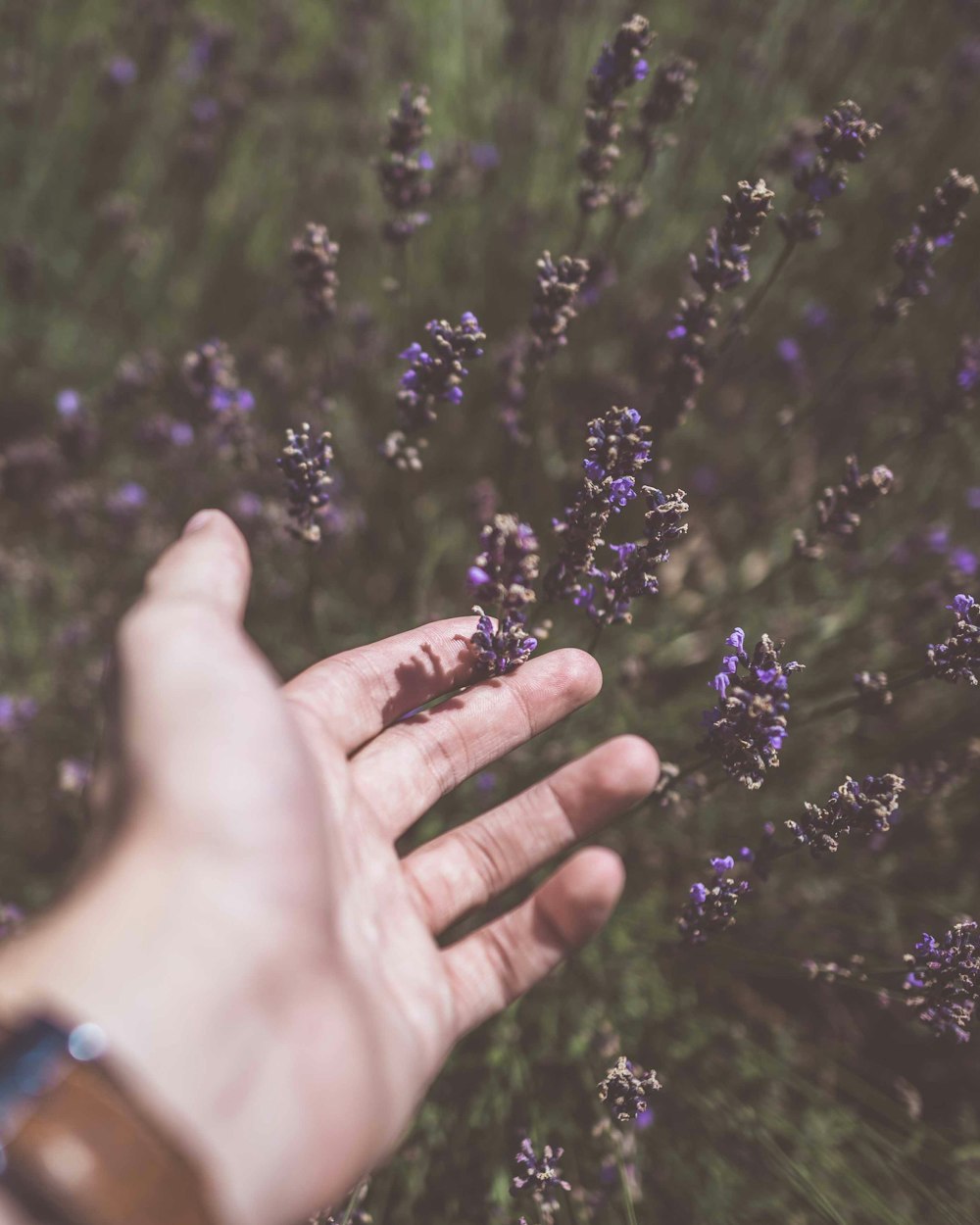 보라색 송이 꽃을 만지는 사람의 사진