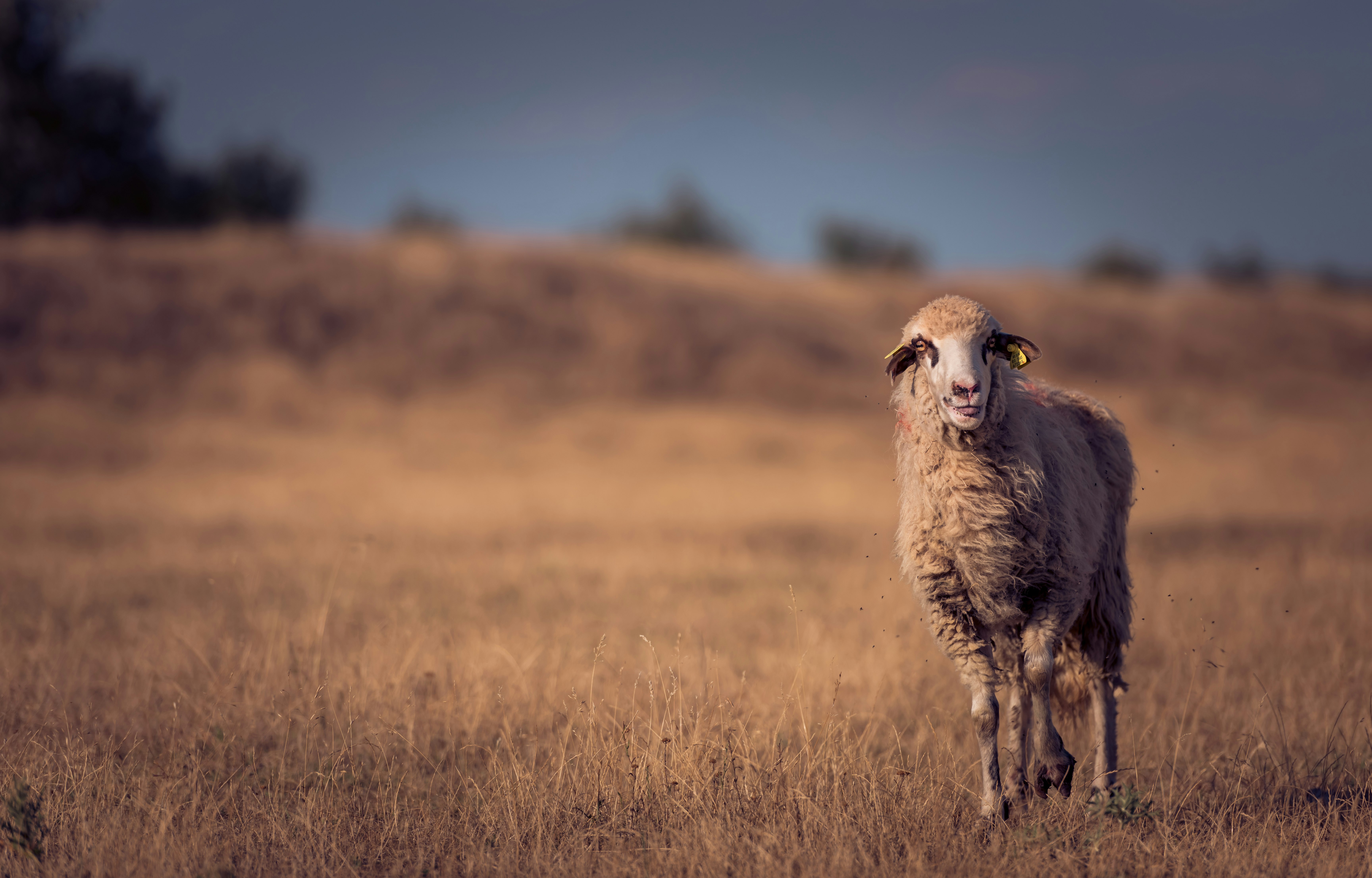 selective focus of brown animal walking on green grass field