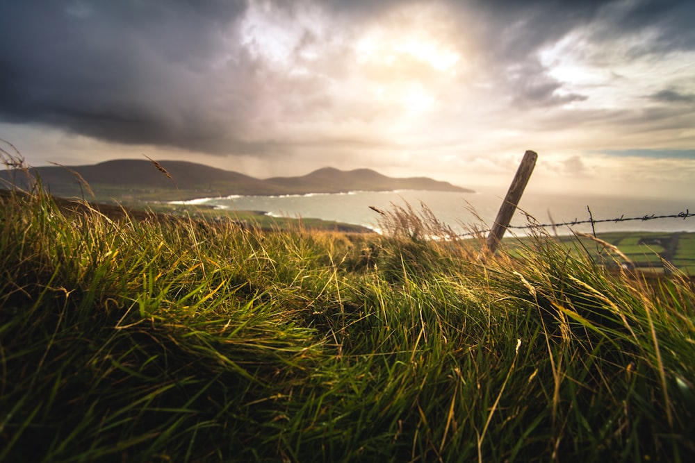 close up photography of green grasses