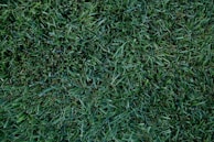 A field of lush, green grass with a dense and uniform texture. The blades vary slightly in shade, creating a rich, natural appearance.