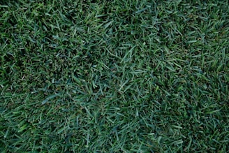 A field of lush, green grass with a dense and uniform texture. The blades vary slightly in shade, creating a rich, natural appearance.
